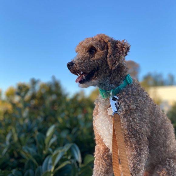 Meet your Posher, Katrina brynn - Picture 1 of 1